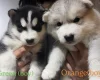 Alaskan Malamute