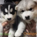 Alaskan Malamute