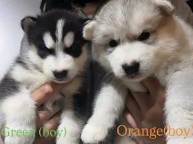 Alaskan Malamute