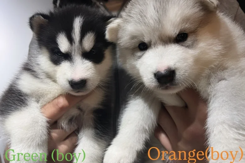 Alaskan Malamute