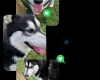 Alaskan Malamute