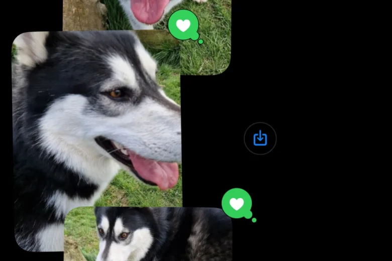 Alaskan Malamute