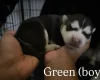 Alaskan Malamute