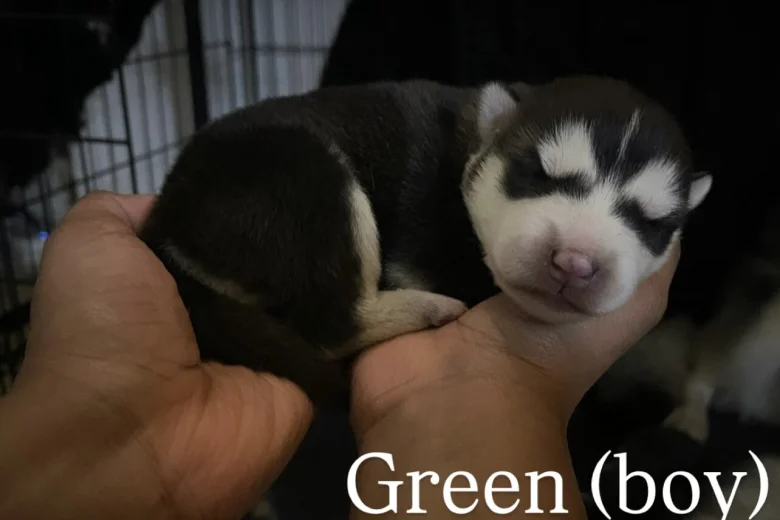 Alaskan Malamute