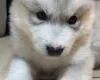 Alaskan Malamute