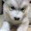 Alaskan Malamute
