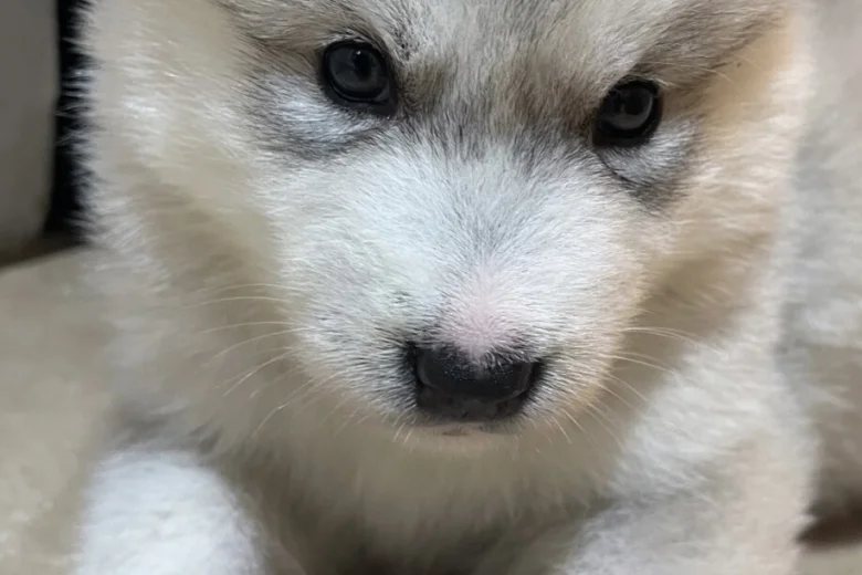 Alaskan Malamute