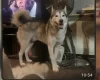 Alaskan Malamute