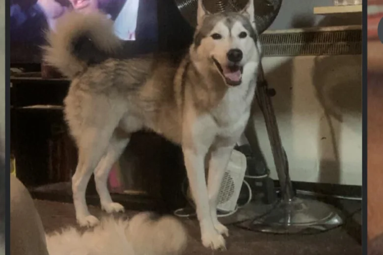 Alaskan Malamute