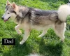 Alaskan Malamute