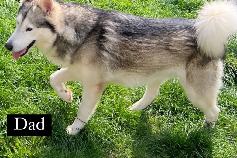 Alaskan Malamute