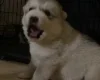 Alaskan Malamute