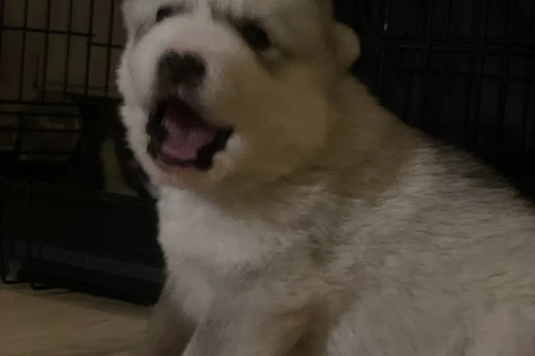 Alaskan Malamute