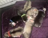 Alaskan Malamute