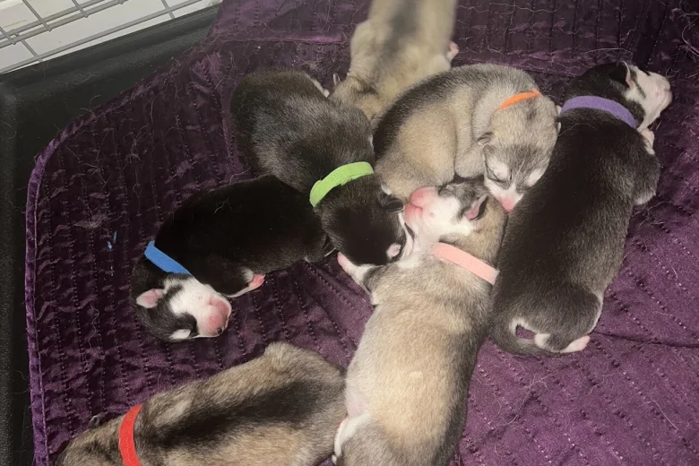 Alaskan Malamute