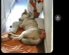 Alaskan Malamute