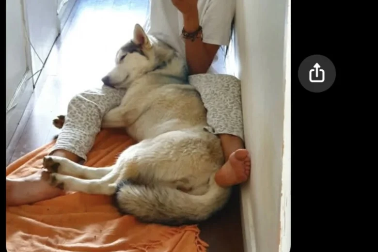 Alaskan Malamute
