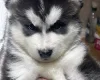 Alaskan Malamute