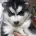 Alaskan Malamute