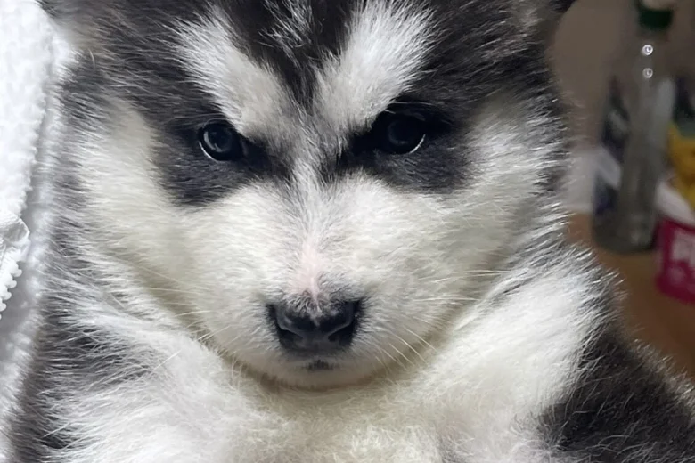 Alaskan Malamute