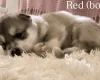 Alaskan Malamute