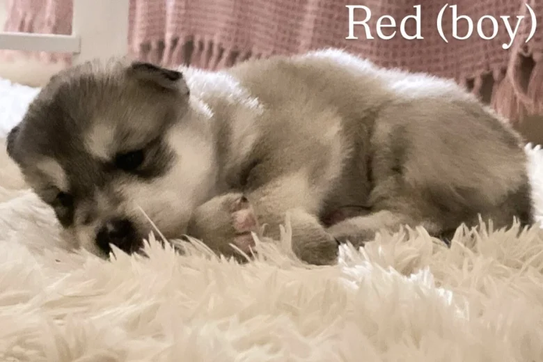 Alaskan Malamute
