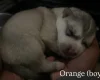 Alaskan Malamute