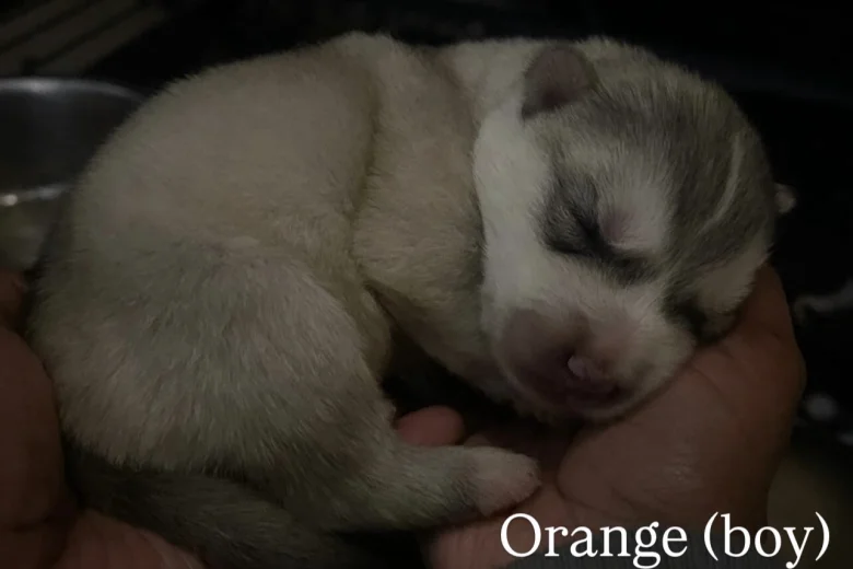 Alaskan Malamute
