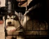 Alaskan Malamute