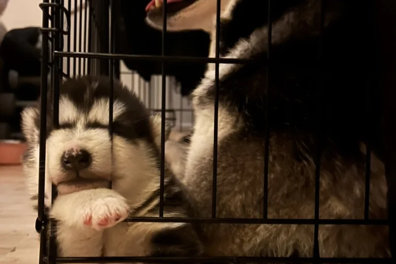 Alaskan Malamute