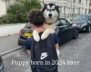 Alaskan Malamute