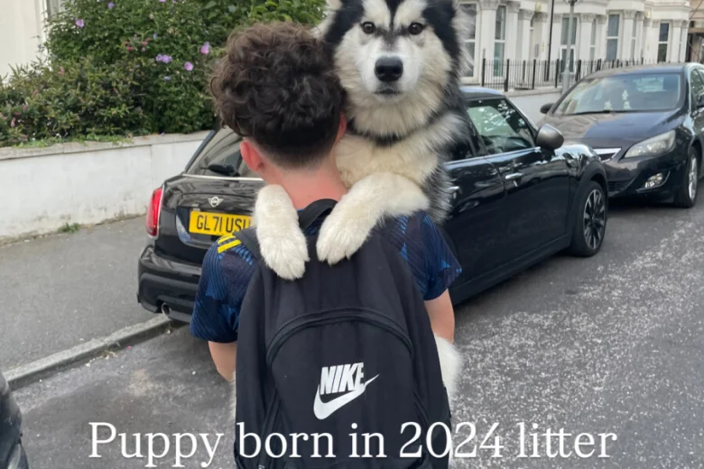 Alaskan Malamute