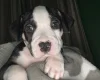 American Bulldog