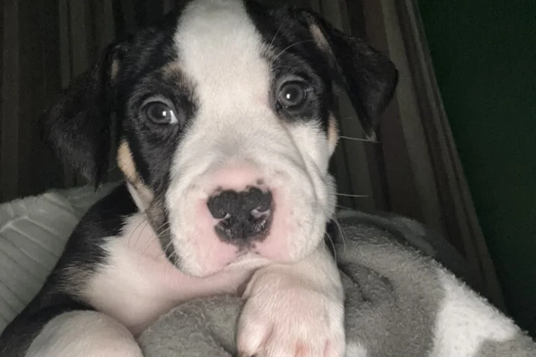 American Bulldog