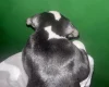 American Bulldog