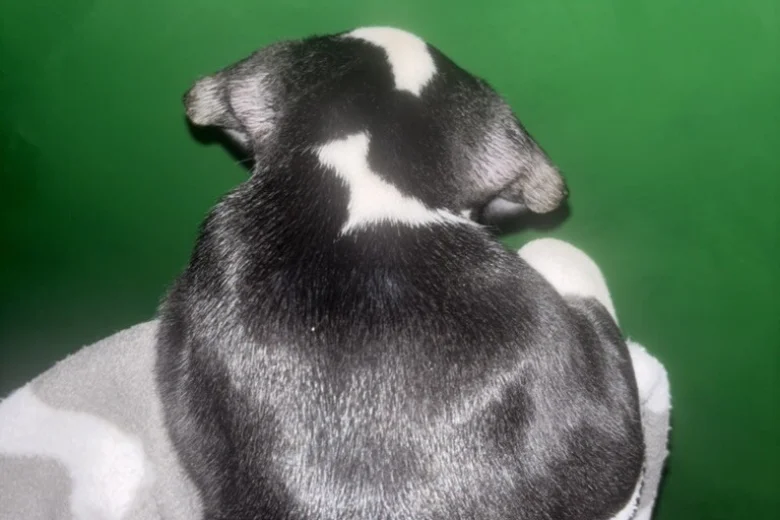 American Bulldog