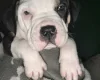 American Bulldog