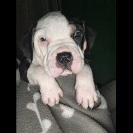 American Bulldog