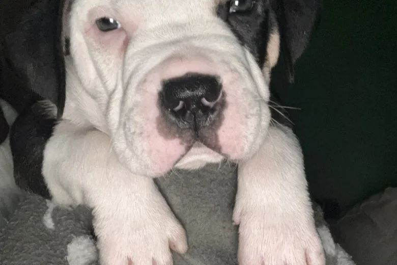 American Bulldog