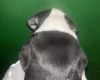 American Bulldog