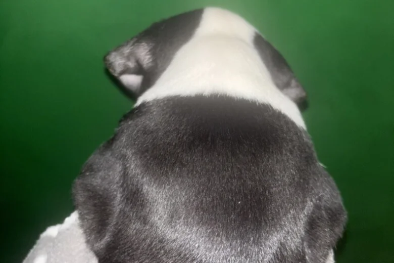 American Bulldog