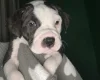 American Bulldog