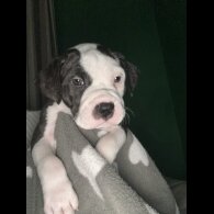 American Bulldog