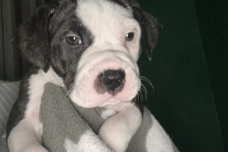 American Bulldog