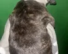 American Bulldog