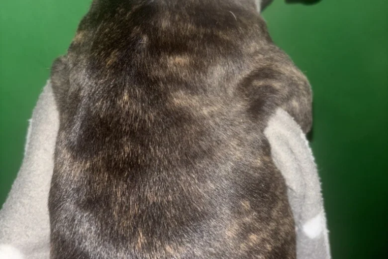 American Bulldog