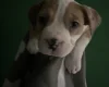 American Bulldog