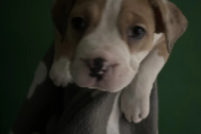 American Bulldog
