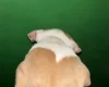 American Bulldog