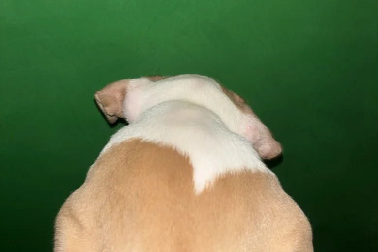 American Bulldog